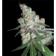 Chocolope aka D-Line | Feminised, Indoor & Outdoor