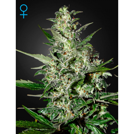 Super Critical | Feminised, Auto, Indoor & Outdoor