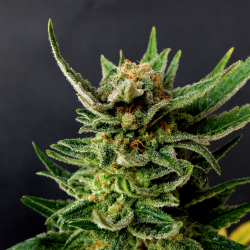 Gypsy Kush | Feminised, Indoor & Outdoor