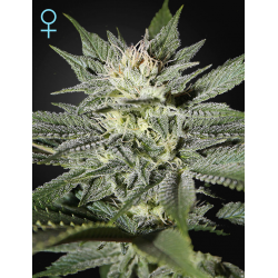 King's Kush CBD | Feminised, Indoor & Outdoor