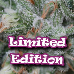 Soul Diesel LE | Feminised, Indoor & Outdoor