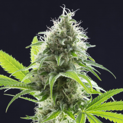 Kama Kush CBD | Feminised, Indoor & Outdoor