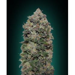 Northern Lights | Feminised, Indoor & Outdoor