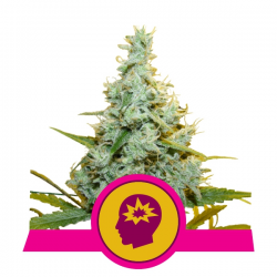 AMG - Amnesia Mac Ganja | Feminised, Indoor & Outdoor