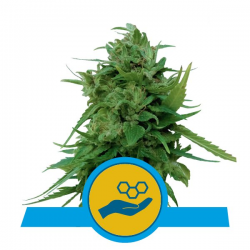 Solomatic CBD | Feminised, Auto, Indoor & Outdoor