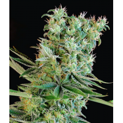 Amnesia Bilbo | Feminised, Indoor & Outdoor