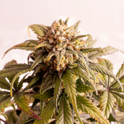 Speedy Boom Auto | Feminised, Auto, Indoor & Outdoor