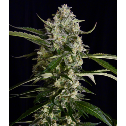 Seriosa Strain | Feminised, Indoor & Outdoor