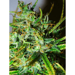 Top-44 Auto | Feminised, Auto, Indoor & Outdoor