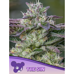 The Sin | Feminised, Indoor & Outdoor