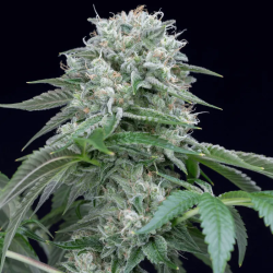 Starfire OG | Feminised, Indoor & Outdoor