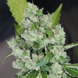 Sour Diesel BX 2 | Indoor & Outdoor