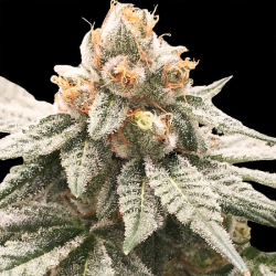 Lemon Oasis | Feminised, Indoor & Outdoor