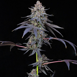 Total Eclipse | Feminised, Indoor & Outdoor