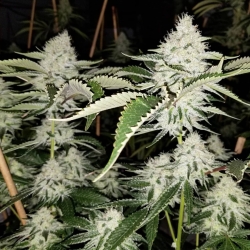 Double Krush | Indoor & Outdoor