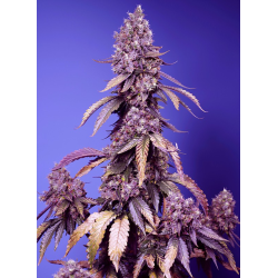 Black Muffin F1 Fast Version | Feminised, Indoor & Outdoor