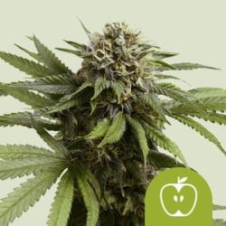 Apple Fritter Auto  | Feminised, Auto, Indoor & Outdoor