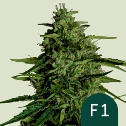 Milky Way F1 (F1-Hybrid) | Feminised, Auto, Indoor & Outdoor