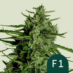 Titan F1 (F1-Hybrid) | Feminised, Auto, Indoor & Outdoor