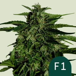 Apollo F1 (F1-Hybrid) | Feminised, Auto, Indoor & Outdoor