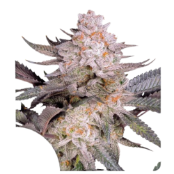 Orange Bud 2.0 | Feminised, Indoor & Outdoor