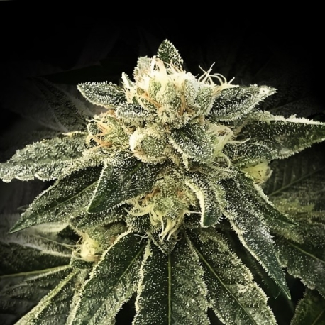 White Chocolope| Feminised, Indoor & Outdoor