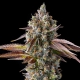 Strawberry Skrilla| Feminised, Indoor & Outdoor