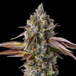 Strawberry Skrilla | Feminised, Indoor & Outdoor