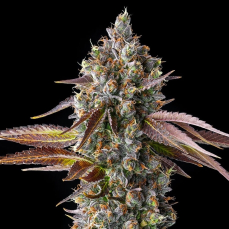 Strawberry Skrilla| Feminised, Indoor & Outdoor