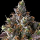 Strawberry Skrilla| Feminised, Indoor & Outdoor