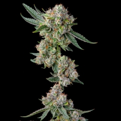 Glue 31 | Feminised, Indoor & Outdoor