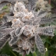 Bakers Fruit | Feminised, Indoor & Outdoor