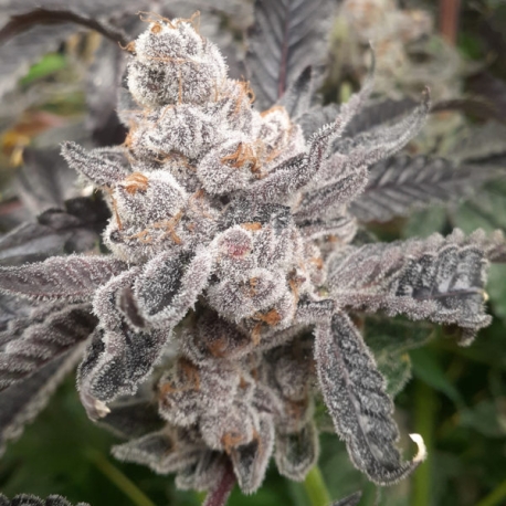 Bakers Fruit | Feminised, Indoor & Outdoor