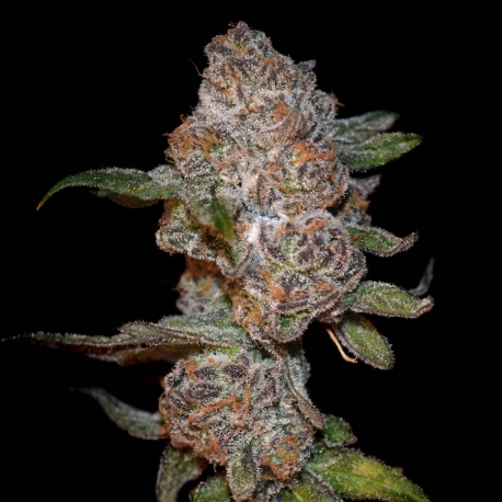 Punch Drunk Ape | Feminised, Indoor & Outdoor