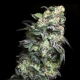 White Serpent | Feminised, Indoor & Outdoor