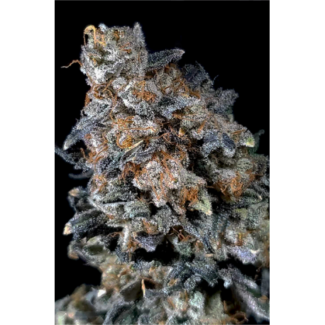 Triangle Death Skunk  | Indoor & Outdoor