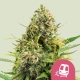 Trainwreck | Feminised, Indoor & Outdoor