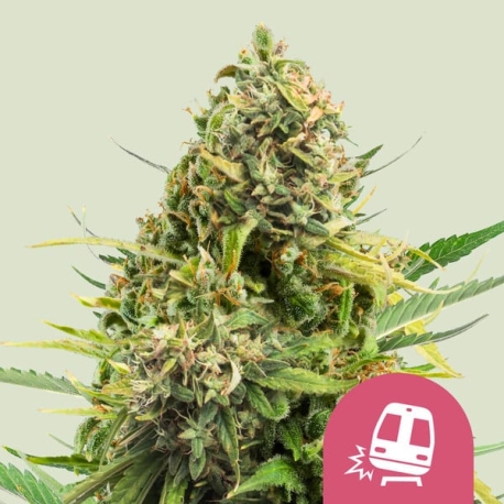 Trainwreck | Feminised, Indoor & Outdoor