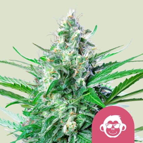 Grape Ape | Feminised, Indoor & Outdoor