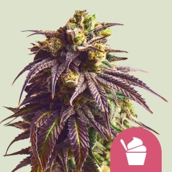 Sundae Driver  | Feminised, Indoor & Outdoor