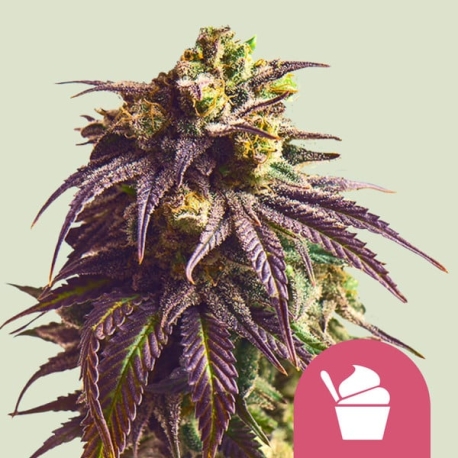 Sundae Driver| Feminised, Indoor & Outdoor