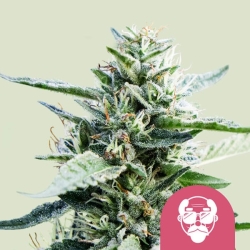 Granddaddy Purple  | Feminised, Indoor & Outdoor