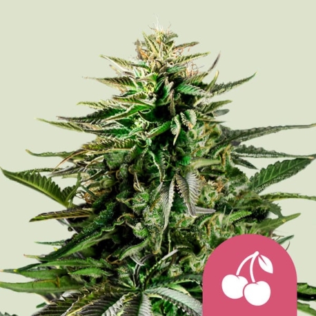 Cherry Pie| Feminised, Indoor & Outdoor