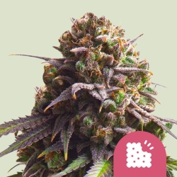 Biscotti  | Feminised, Indoor & Outdoor