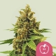 Apple Fritter| Feminised, Indoor & Outdoor