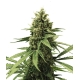 Apple Fritter | Feminised, Indoor & Outdoor