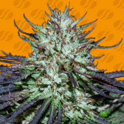 Gorilla Zkittlez | Feminised, Indoor & Outdoor