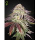 Sugarlato Auto | Feminised, Auto, Indoor & Outdoor