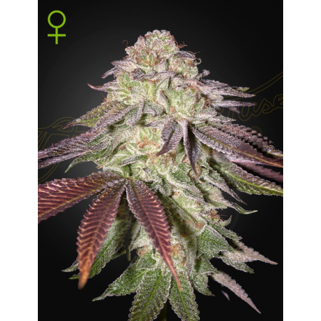 Sugarlato Auto | Feminised, Auto, Indoor & Outdoor