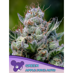 Green Apple Juice  Auto | Feminised, Auto, Indoor & Outdoor